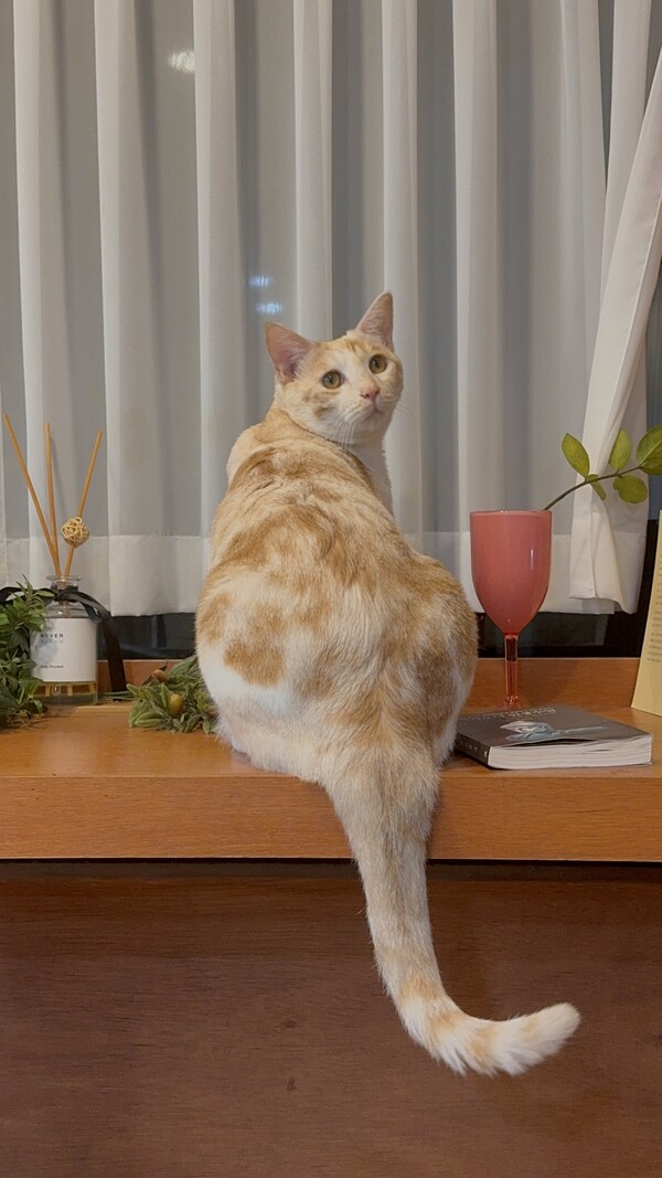 집 안 선반 위에 앉아 있는 오렌지색 고양이